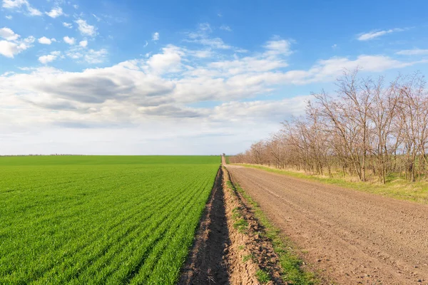 Vakker Droneutsikt Ovenfra Grensen Mellom Felt Gul Grønn Farge – stockfoto