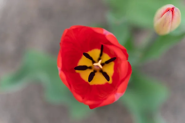 Tulipa Vermelha Crescendo Jardim Vista Cima — Fotografia de Stock