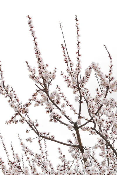 Flowering Apricot Branches Gray Sky Awakening Nature Hibernation Origin Sweet — Stock Photo, Image