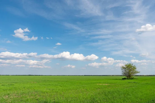 Campo Erba Fresca Verde Sotto Cielo Nuvoloso Blu Paesaggio Agricolo — Foto Stock