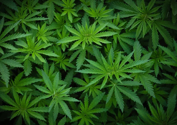 Esrar çeken gençlerin geçmişi. Çiftlikte organik kenevir yetiştiriyor. Marihuana duvar kağıdı. Yasal kenevir ekimi.