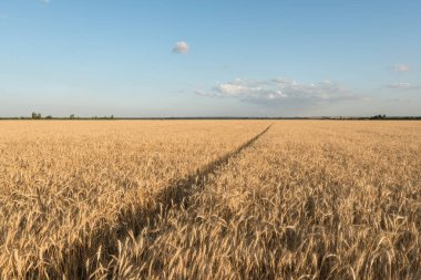 Parlak bir gökyüzünün arka planına karşı buğday tarlası. Geleceğin ekmeği. Tarım arazisi.
