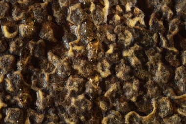 Bal peteği dokusu tatlı nektarı bal peteğinden henüz çıkarılmadı. Koyu altın renkli bal peteklerinin arka planı. Bal peteklerinin makro çekimi. Dekoratif arkaplan.