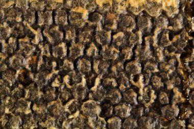 Ballı ve polenli bal peteği. Bal peteğinin içindeki tatlı ve doğal bal. Bal peteklerinin arka planı. Balmumu