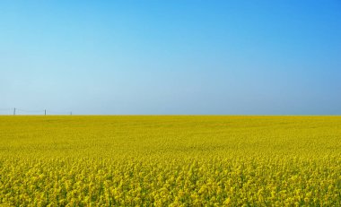 Güneşli bir günde açan kolza tarlası, yeşil enerji için bitkiler.