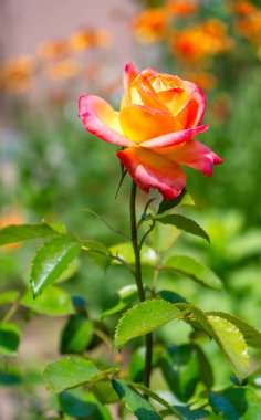 Gül bahçesinde açan kırmızı gül arkaplanda kırmızı güller