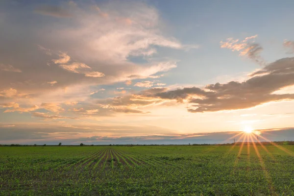 Tramonto Sul Campo Verde Agricolo — Foto Stock