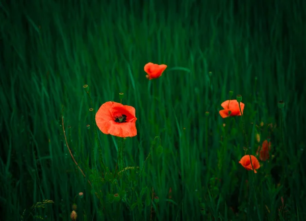 Красный Мак Растет Поле Пшеницы Весенний Солнечный День Близко — стоковое фото
