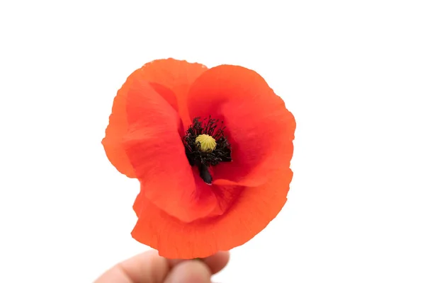 Hand Holding Red Poppy White Background — Stock Photo, Image