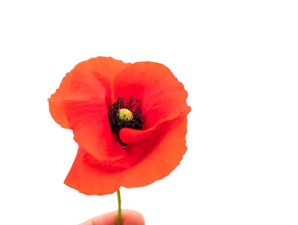 Wild Red Poppy White Background Bright Juicy Flower Seeds Which — Stock Photo, Image