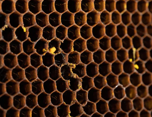 Honungskaka Med Honung Och Pollen Söt Och Naturlig Honung Inuti — Stockfoto