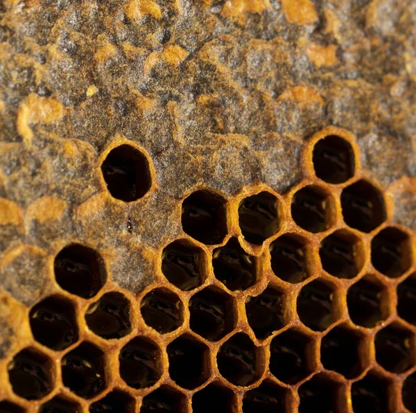 Honungskaka Med Honung Och Pollen Söt Och Naturlig Honung Inuti — Stockfoto