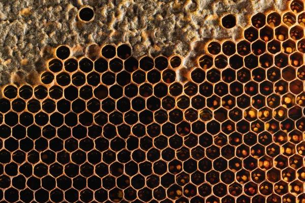 Honeycomb Texture Sweet Nectar Yet Extracted Honeycomb Background Honeycombs Dark — Stock Photo, Image