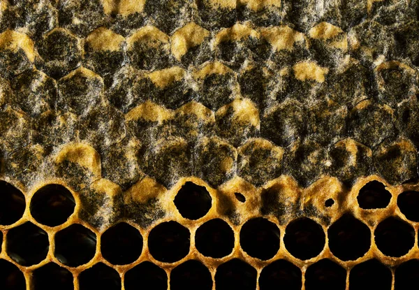 Honungskaka Med Honung Och Pollen Söt Och Naturlig Honung Inuti — Stockfoto