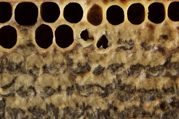 Соты Медом Пыльцой Сладкий Натуральный Мед Сотах Сведения Сотах Пчелиный — стоковое фото
