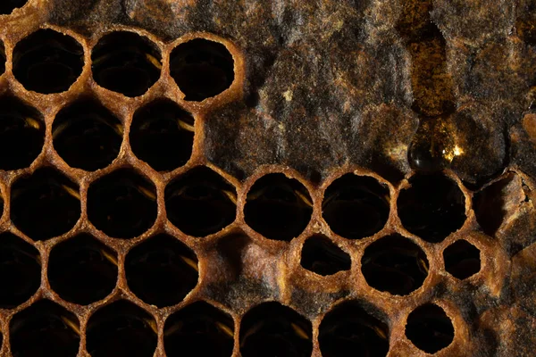 蜂蜜と花粉とハニカム 蜂の巣の中で甘く自然な蜂蜜 ハニカムの背景 — ストック写真