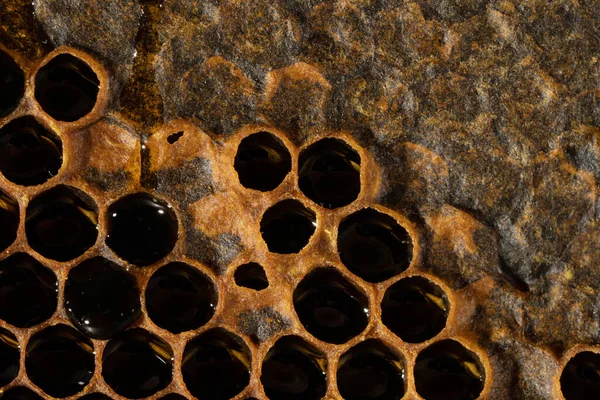 Honingraat Textuur Zoete Nectar Nog Niet Gewonnen Uit Honingraat Achtergrond — Stockfoto