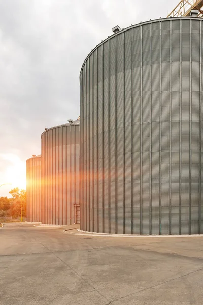 Modern elevator for storing grain against the sky. Grain drying complex, storage and transportation of grain. Large granary in the field. Agricultural industry.