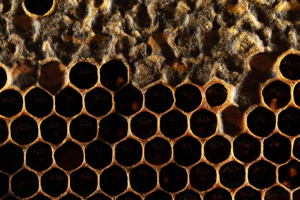 Honeycomb Texture Sweet Nectar Yet Extracted Honeycomb Background Honeycombs Dark — Stock Photo, Image
