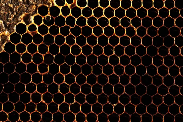 Honeycomb Texture Söt Nektar Som Ännu Inte Extraherats Bikakan Bakgrund — Stockfoto