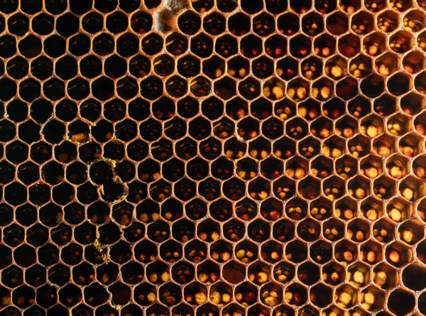 Honeycomb Texture Söt Nektar Som Ännu Inte Extraherats Bikakan Bakgrund — Stockfoto