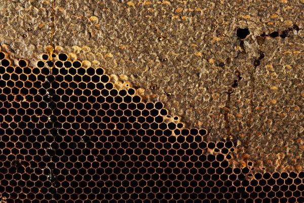 Honeycomb Texture Söt Nektar Som Ännu Inte Extraherats Bikakan Bakgrund — Stockfoto