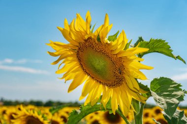 Tarlada güzel ayçiçekleri doğal arka plan, çiçek açan ayçiçeği.