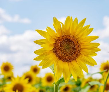 Gün batımında çiçek açan ayçiçeği tarlası.