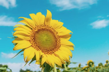 Ayçiçeği tarlası manzarası yakın plan
