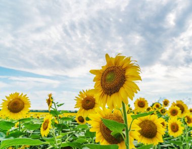 Gün batımında çiçek açan ayçiçeği tarlası
