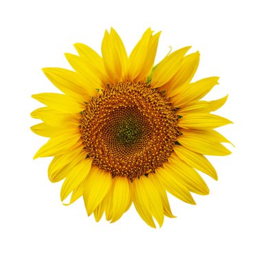 Ayçiçeği, beyaz arkaplanda izole bir şekilde kapat