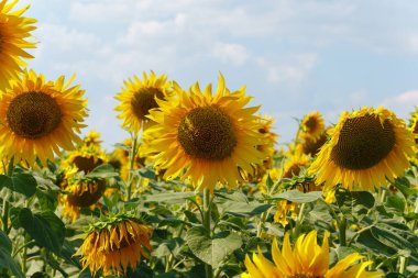 Tarlada güzel ayçiçekleri, doğal arka plan. Çiçek açan ayçiçeği. Helianthus annuus, ya da yuvarlak çiçekleri taç yapraklarıyla birleşince güneşe benzeyen ayçiçeği..