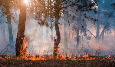 Orman yangını. Orman yangınları ve sürü duman sonra yanmış ağaçlar
