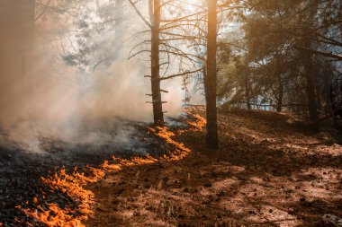 Forest Fire, Wildfire burning tree in red and orange color clipart