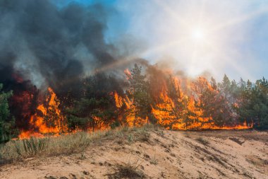 Orman yangını. Yıkılmış ağaç, alevler içinde yanarak kül olur..