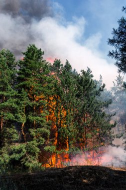 Orman yangını. Orman yangınları ve sürü duman sonra yanmış ağaçlar