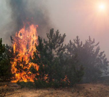 Orman yangını. Orman yangınları ve sürü duman sonra yanmış ağaçlar