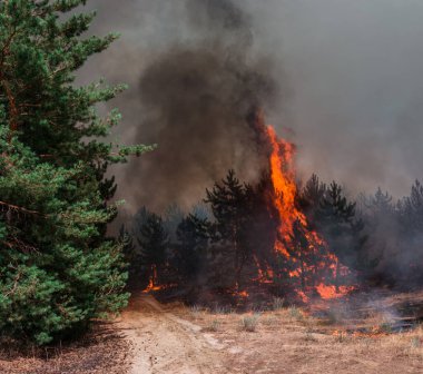 Orman yangını. Orman yangınları ve sürü duman sonra yanmış ağaçlar