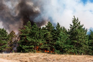 Orman yangını. Orman yangınları ve sürü duman sonra yanmış ağaçlar