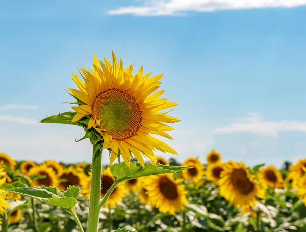 Bright Yellow Sunflowers Blue Sky Background — Stock Photo, Image