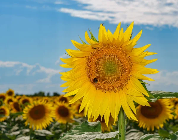 Hermosos Girasoles Campo Fondo Natural Girasol Floreciendo —  Fotos de Stock