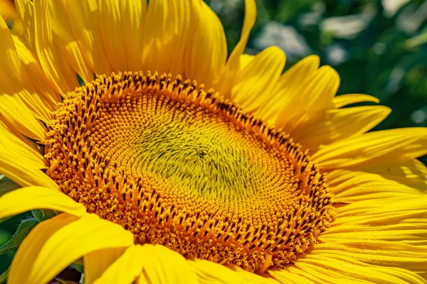 Hermosos Girasoles Campo Fondo Natural Girasol Floreciendo —  Fotos de Stock