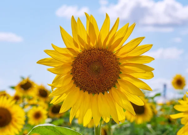 Hermosos Girasoles Campo Fondo Natural Girasol Floreciendo —  Fotos de Stock