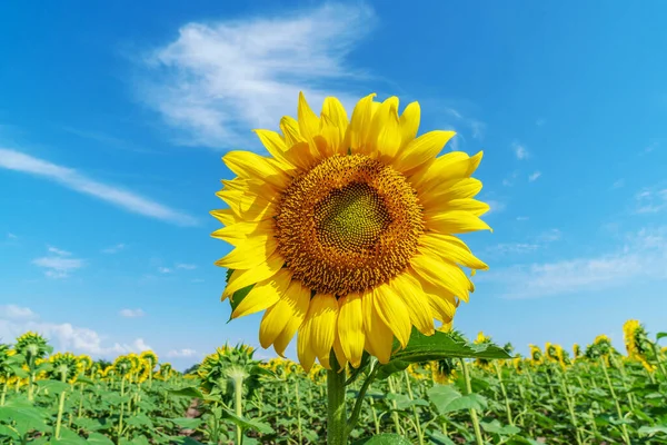 Hermosos Girasoles Campo Fondo Natural Girasol Floreciendo Helianthus Annuus Girasol —  Fotos de Stock