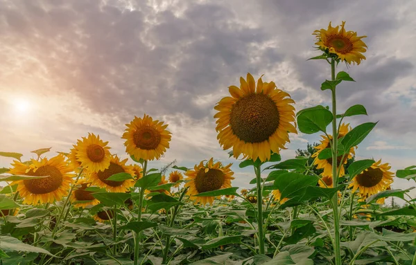 Hermosos Girasoles Campo Fondo Natural Girasol Floreciendo — Foto de Stock