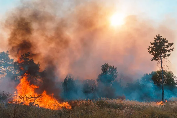 Fogo Florestal Árvores Queimadas Após Incêndios Florestais Muita Fumaça — Fotografia de Stock