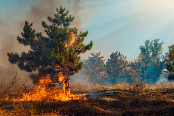 Forest Fire, Wildfire burning tree in red and orange color