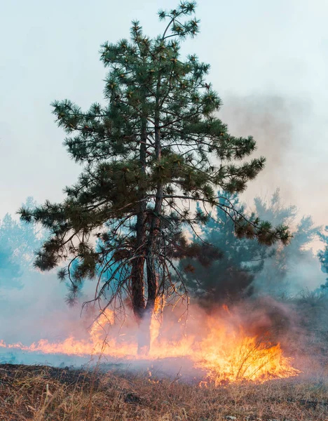 Fuego Forestal Árboles Quemados Después Incendios Forestales Mucho Humo — Foto de Stock