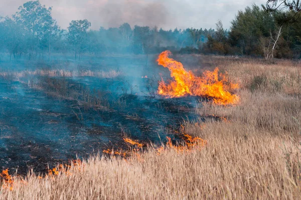 Incendio Forestale Alberi Bruciati Dopo Incendi Boschivi Molto Fumo — Foto Stock