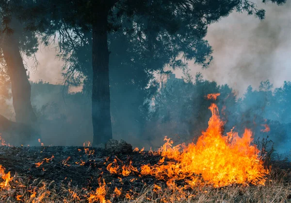 Waldbrand Verbrannte Bäume Nach Waldbränden Und Viel Rauch — Stockfoto
